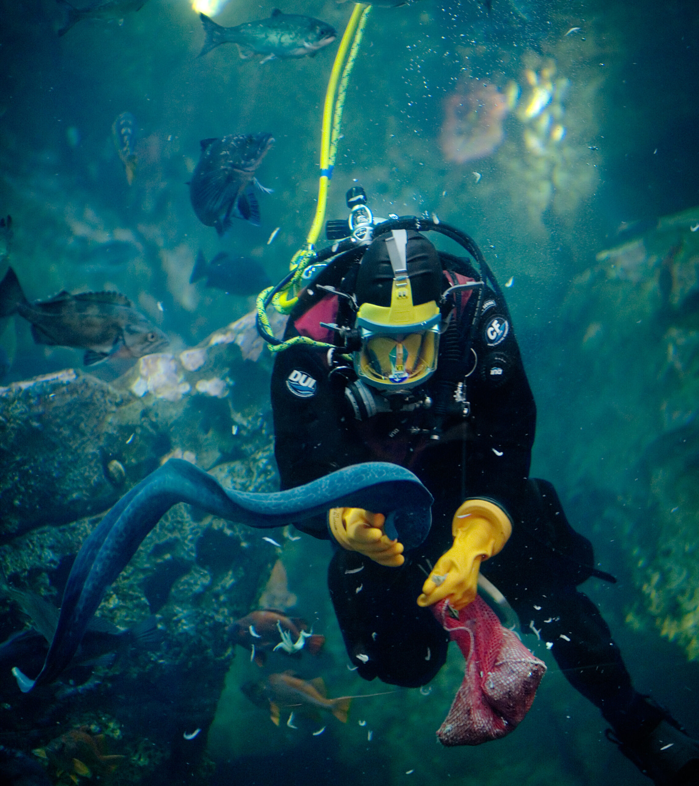 A diver feeding a wolf eel.