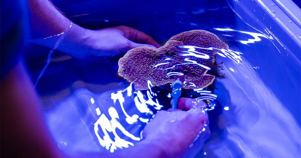An aquarist at the Seattle Aquarium gently holds a growing coral under water.