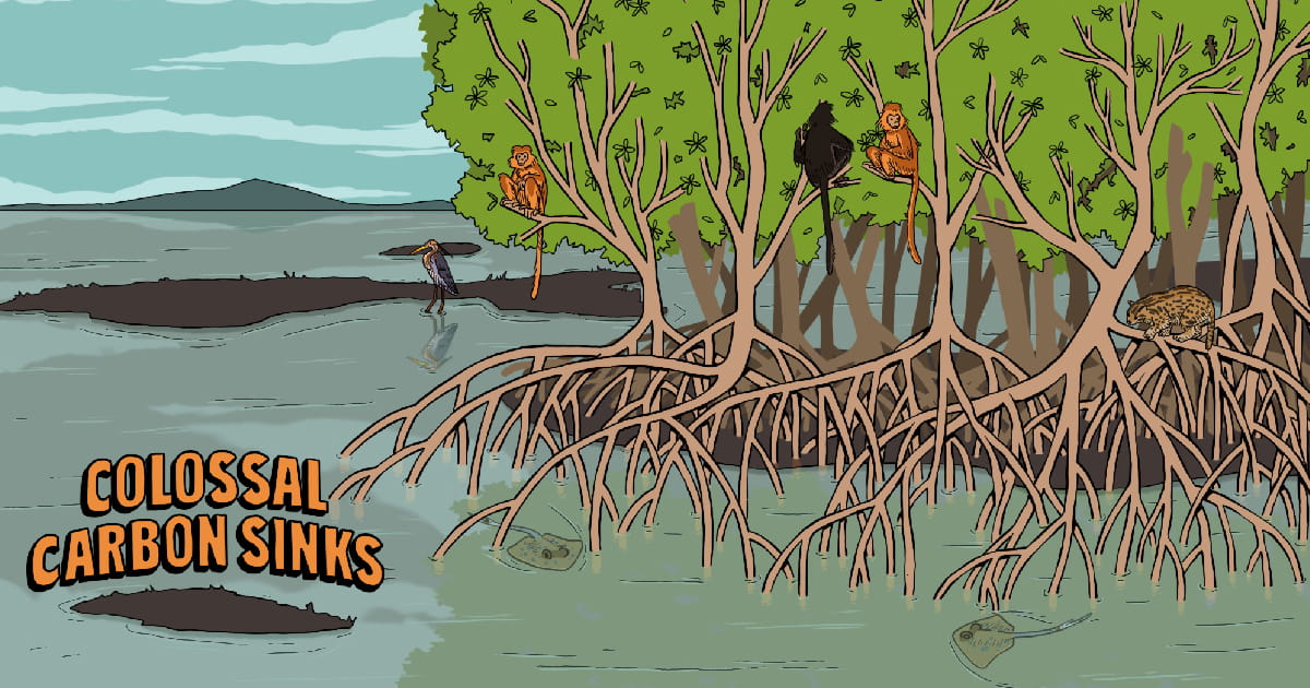 Colossal carbon sinks, drawn illustration of mangroves in a wetlands habitat, the roots of the mangrove trees extending into the water. Three monkeys sit in the branches of the mangrove trees while a stork wades through the water.