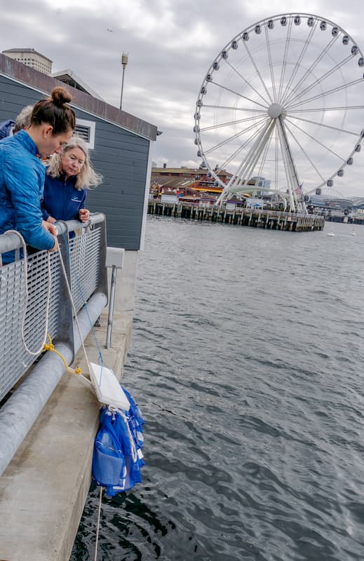 Seattle Aquarium researchers lowering mesh bags containing experimental replacements for thin-film plastics into the waters of Elliot Bay off the Aquarium's back pier.