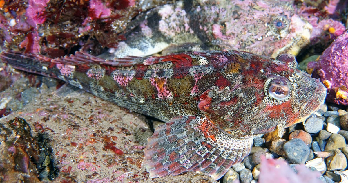 A red Irish lord fish underwater, resting on rocks.