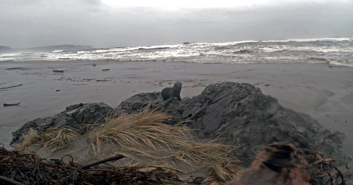 Field research becomes fur seal rescue on Washington’s outer coast