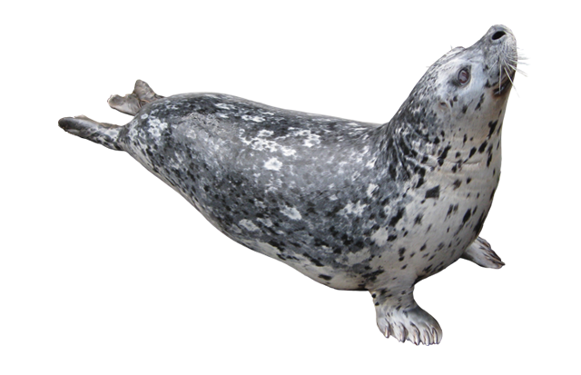 Adult harbor seal at the Seattle Aquarium laying with its head pointed upwards.