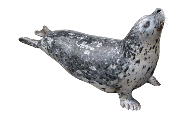 Adult harbor seal at the Seattle Aquarium laying with its head pointed upwards.