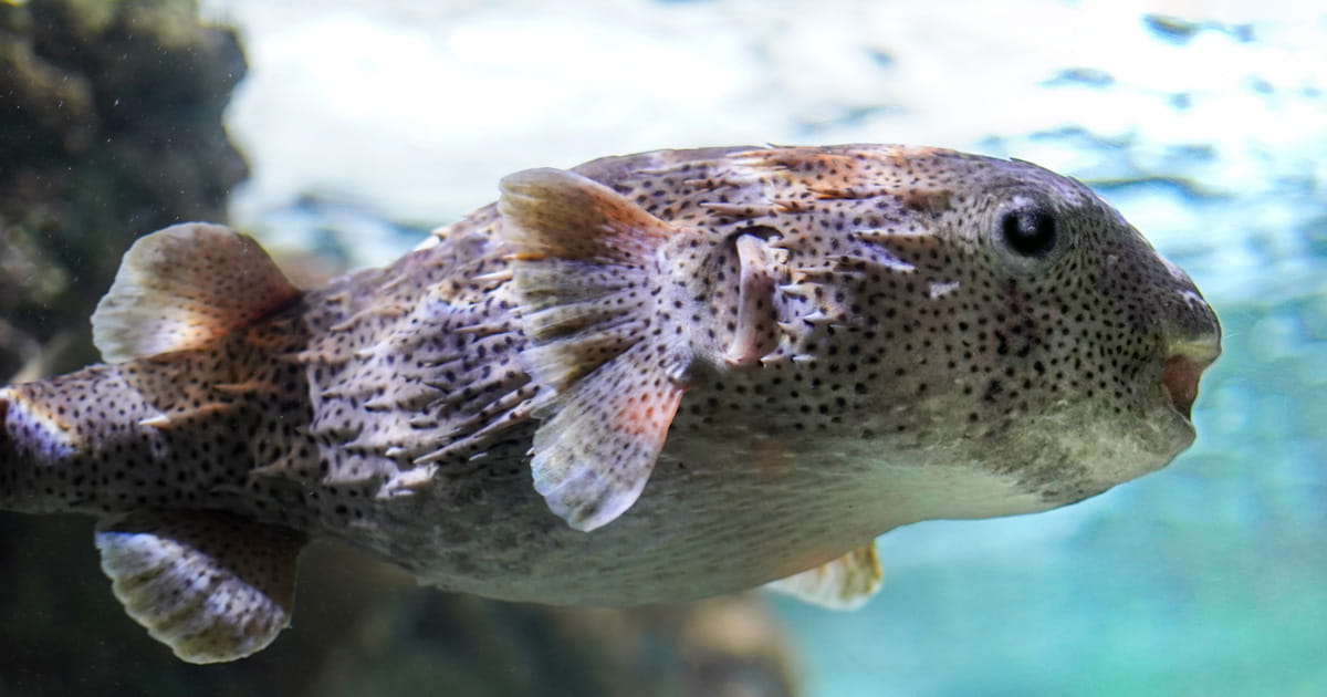 Porcupinefish swimming in a habitat at the Seattle Aquarium.