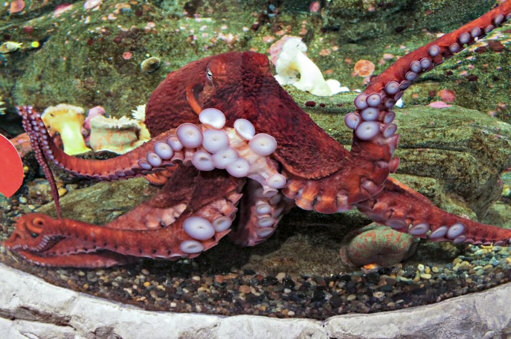 A giant pacific octopus.