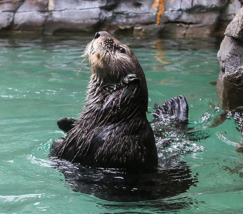 Sea otter Sekiu stretching her head out of the water while swimming in the sea otter habitat at the Seattle Aquarium.