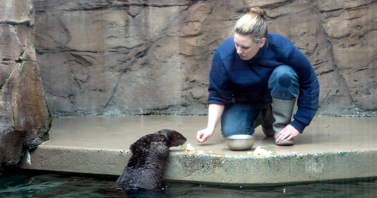 A sea otter lifting itself out of the water with its front paws on a concrete ledge. The otter is sniffing at food being handed to it by a Seattle Aquarium staff biologist.