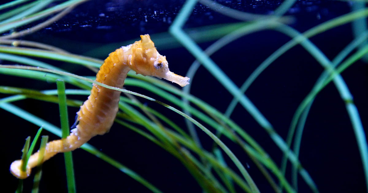 A small orange seahorse with white stripes floating underwater. The seahorse's tail is wrapped around a piece of sea grass.