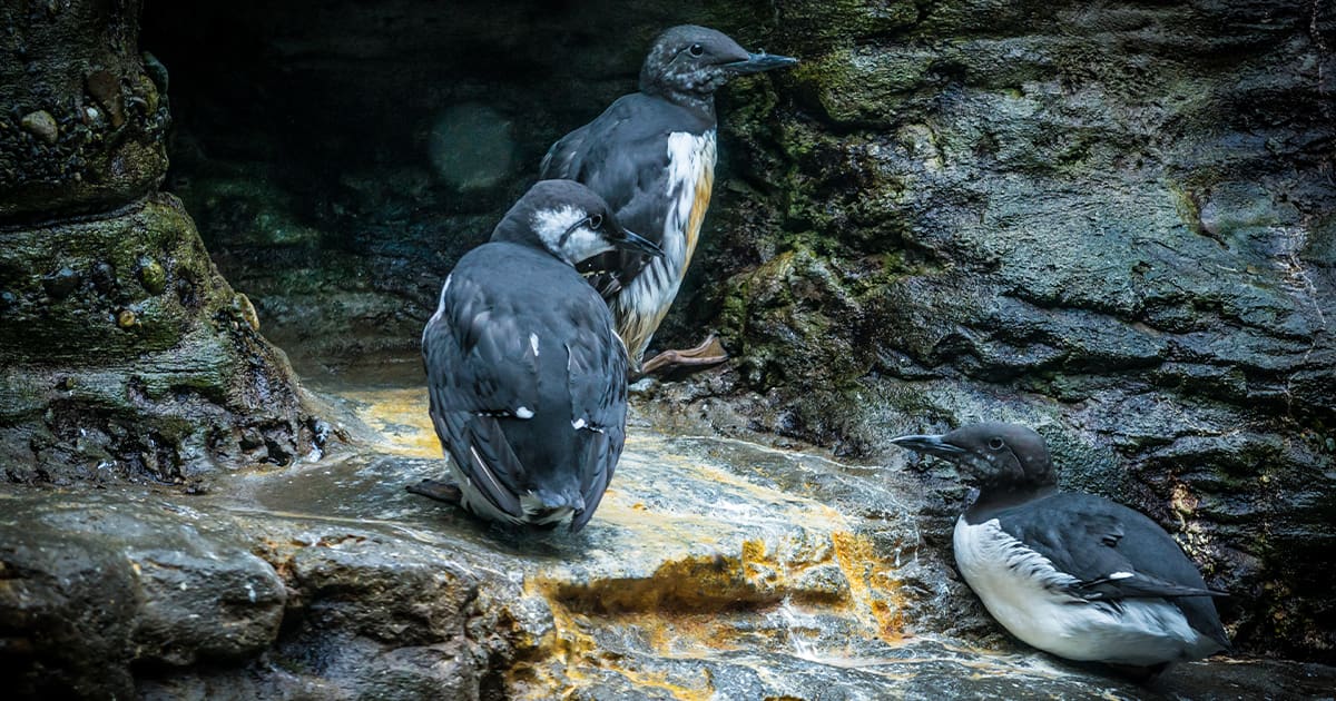 Three black and white feathered common murre sitting on a rocky ledge.