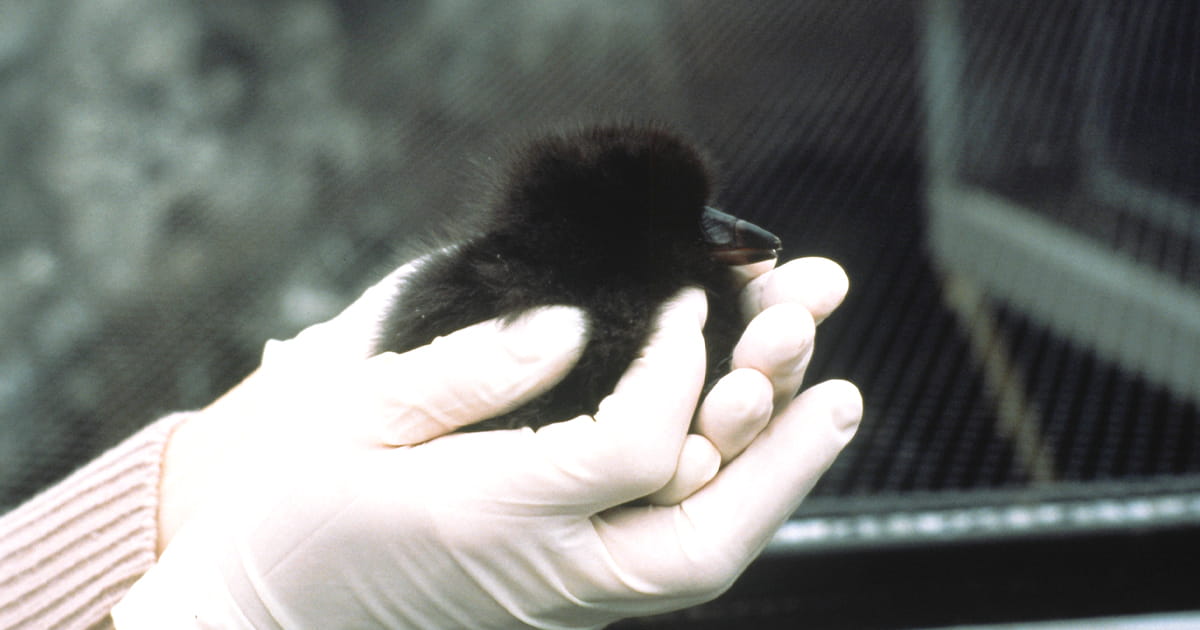 A small black tufted puffin chick being held by two hands wearing white gloves.