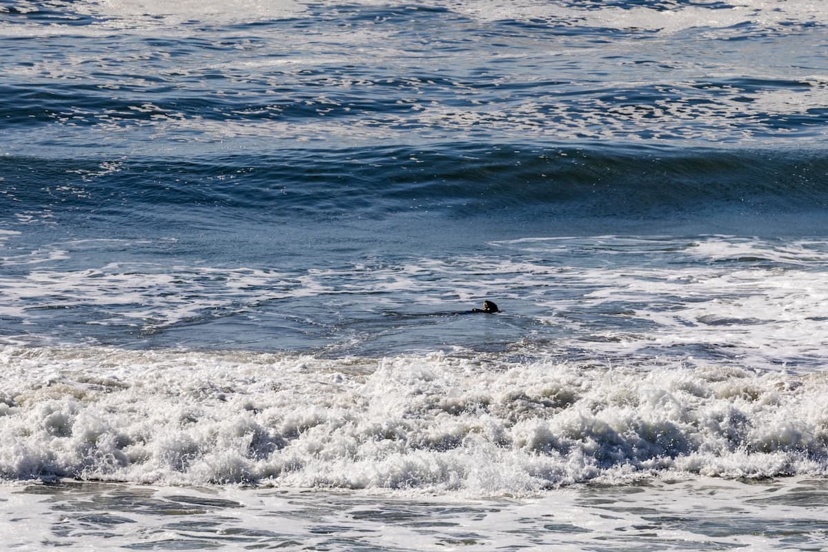 A sea otter floating on its back in the ocean.