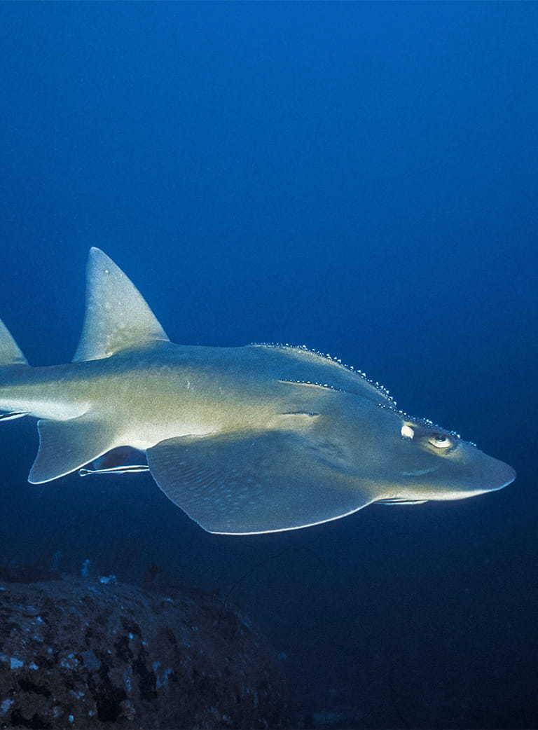 A grey bowmouth guitarfish that fades into white on its underside.