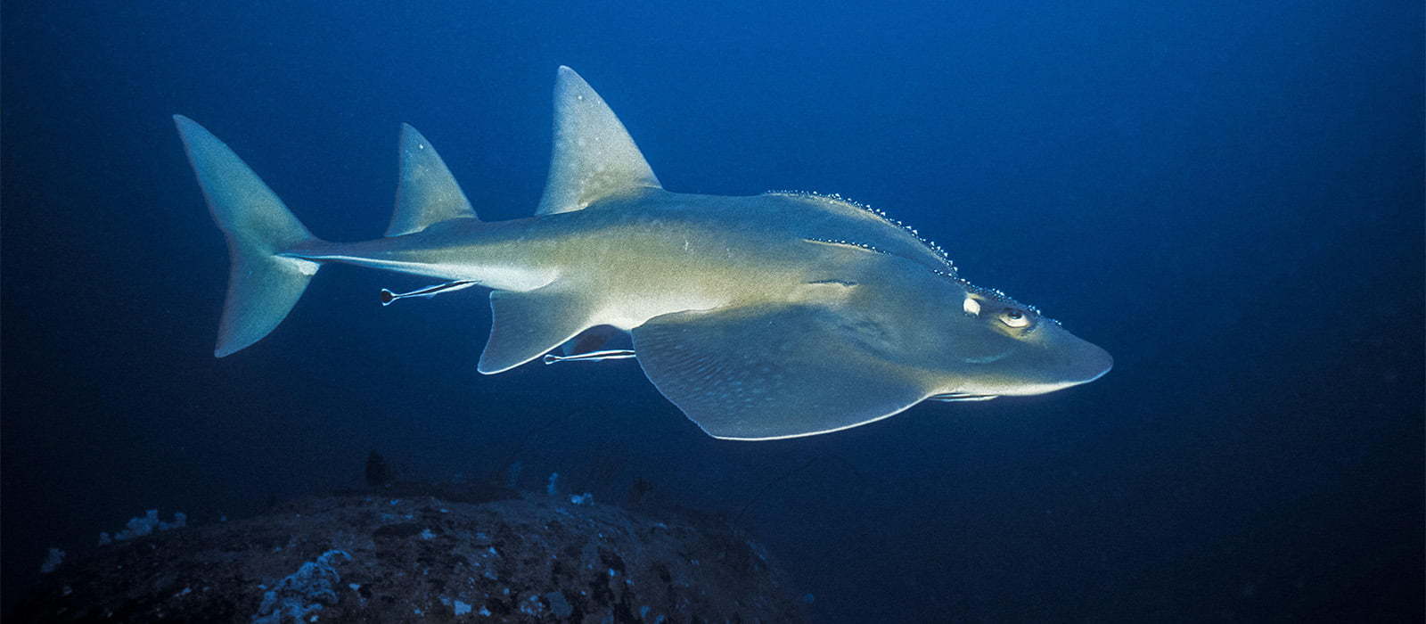 A grey bowmouth guitarfish that fades into white on its underside.