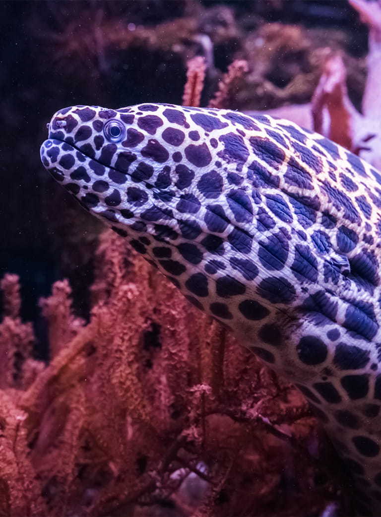 A spotted honeycomb moray eel swimming in front of pink coral.