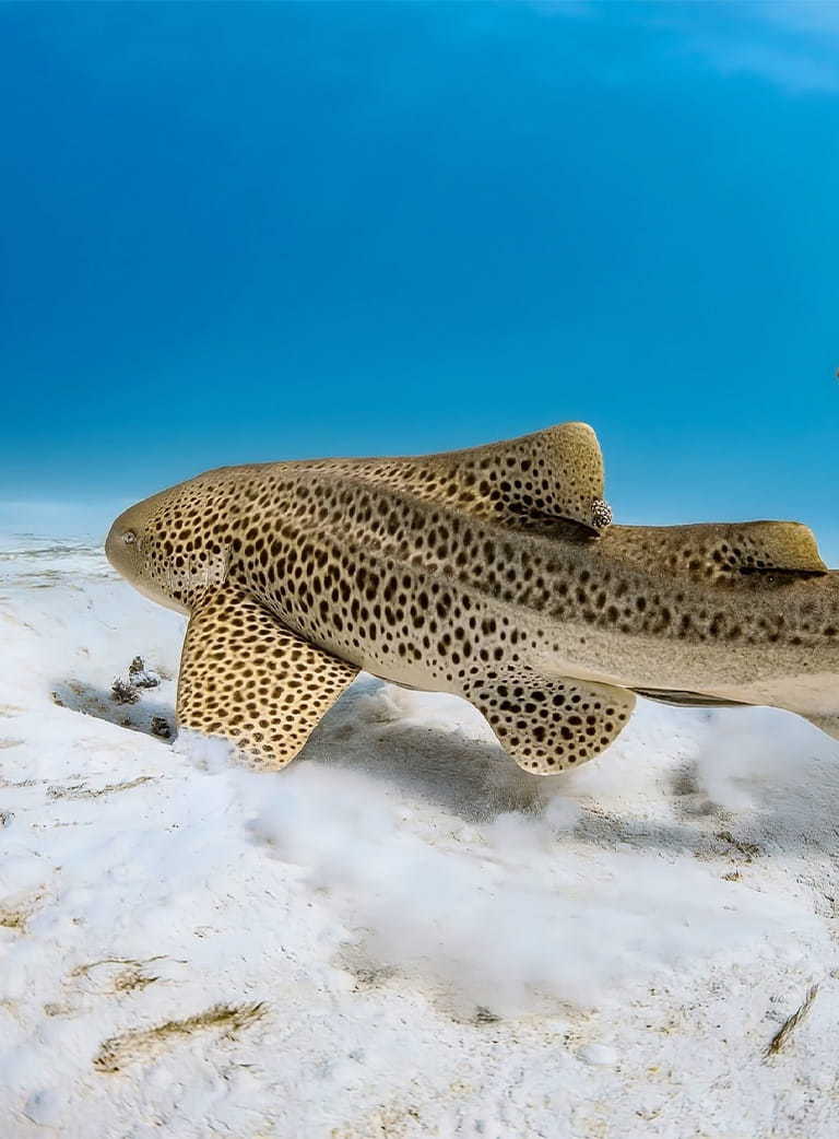 A brown, spotted Indo-Pacific leopard shark swimming along the seafloor.