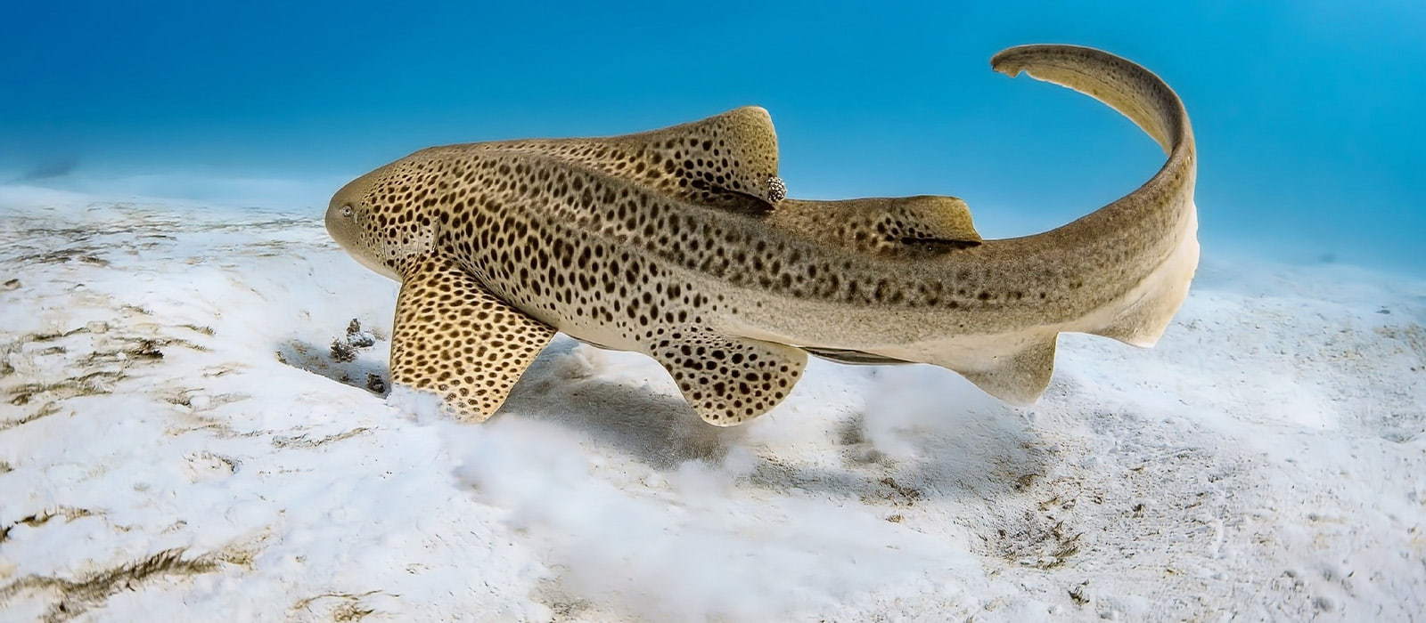 A brown, spotted Indo-Pacific leopard shark swimming along the seafloor.