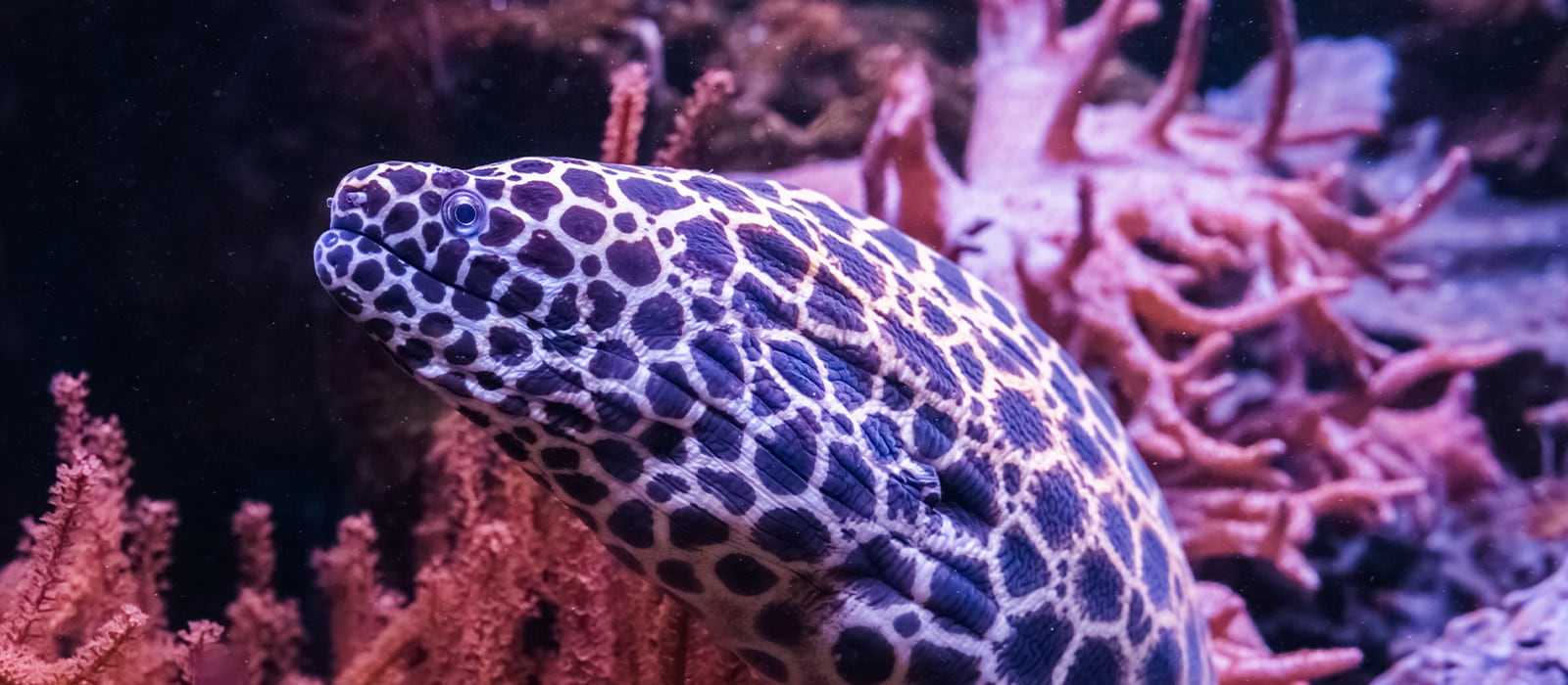 A spotted honeycomb moray eel swimming in front of pink coral.
