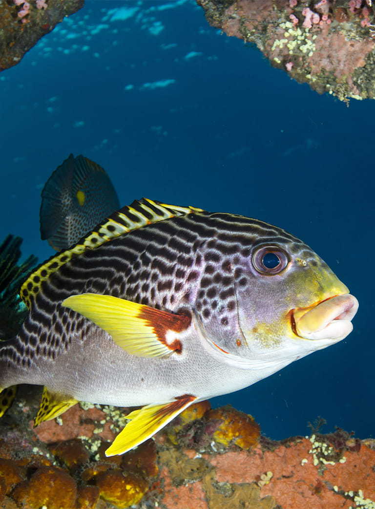 A diagonal-banded sweetlips with yellow fins and dark bands.