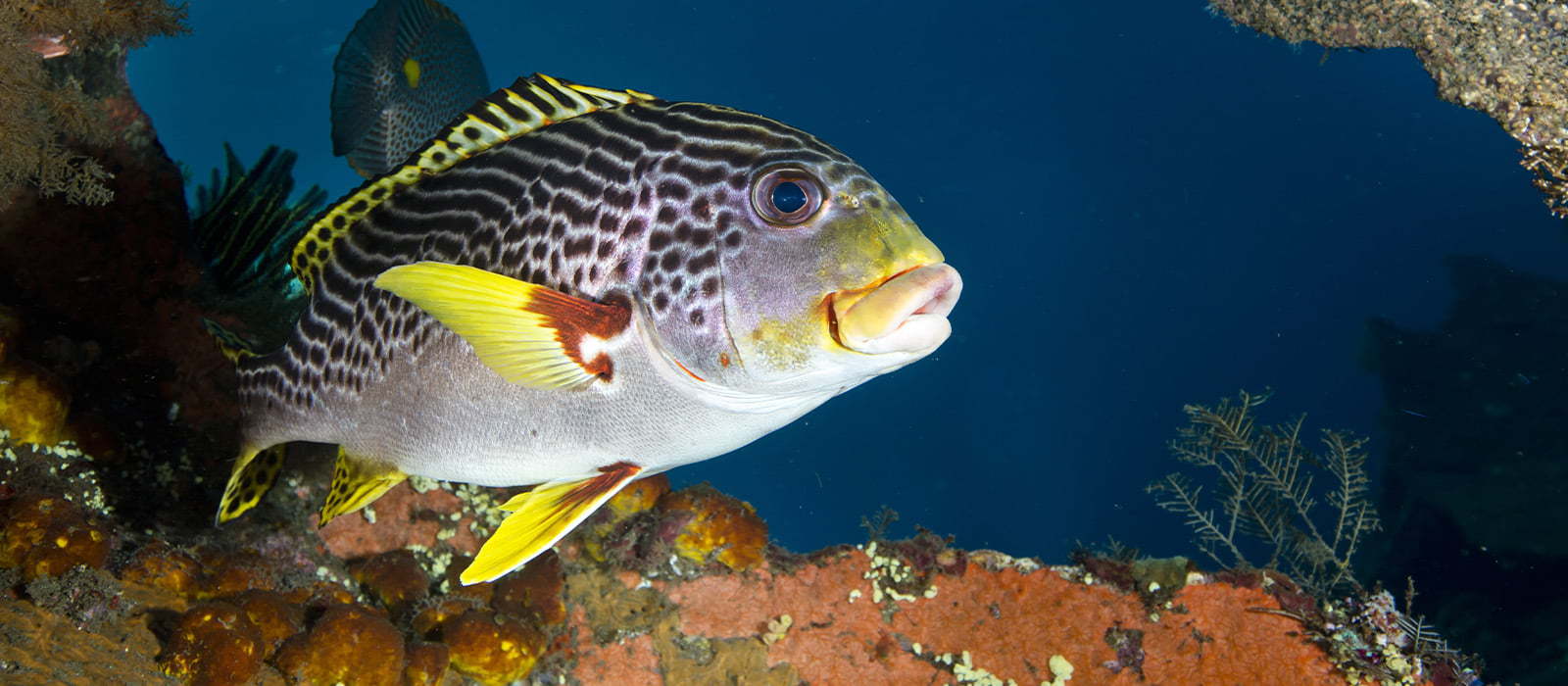 A diagonal-banded sweetlips with yellow fins and dark bands.