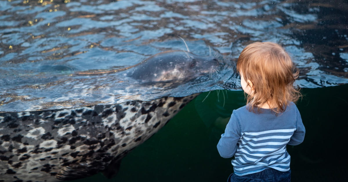 A young child wearing a blue shirt watching a harbor seal swim.