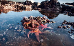 Multiple sea stars grouped together, their arms overlapping, in a shallow rocky tidepool.