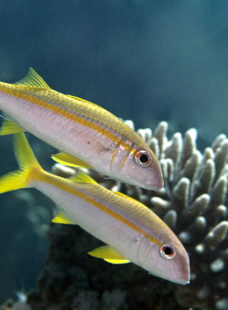 Two yellowfin goatfish swimming in front of coral.