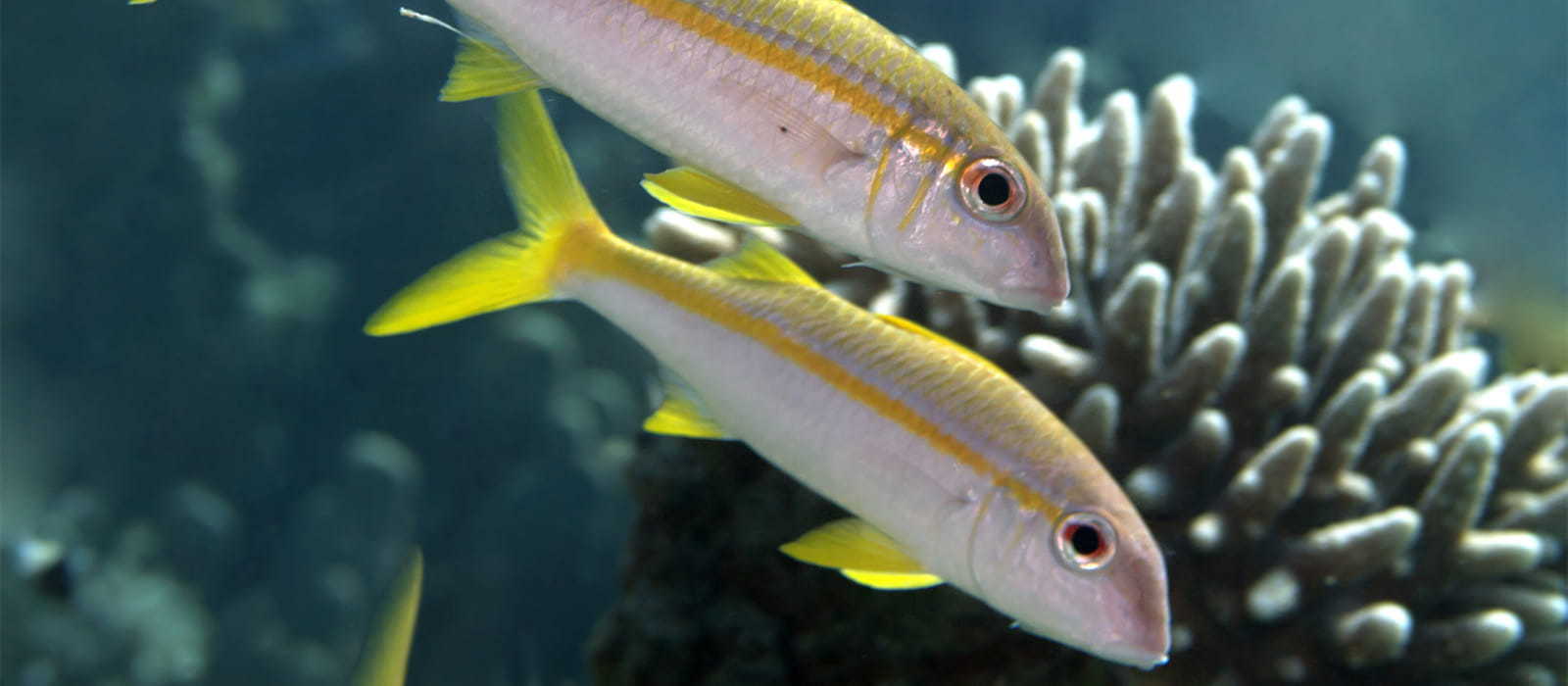 Two yellowfin goatfish swimming in front of coral.