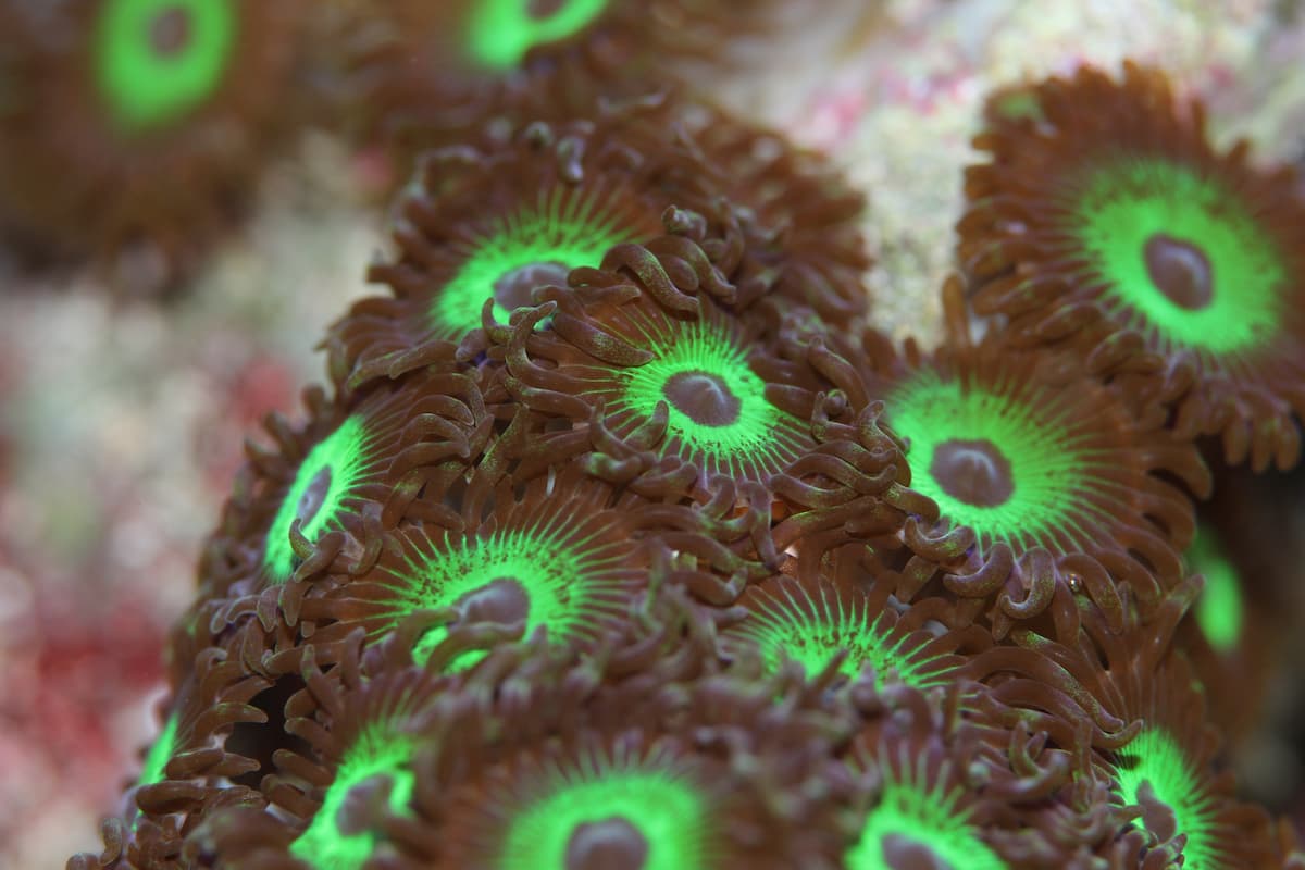 A cluster of button polyps. These small, round corals are bright green on the inside and red on the rim.