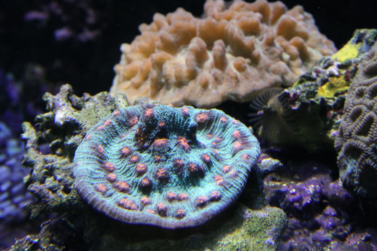 A chalis coral. This coral is small, round, and blue, with lighter spots across its surface.