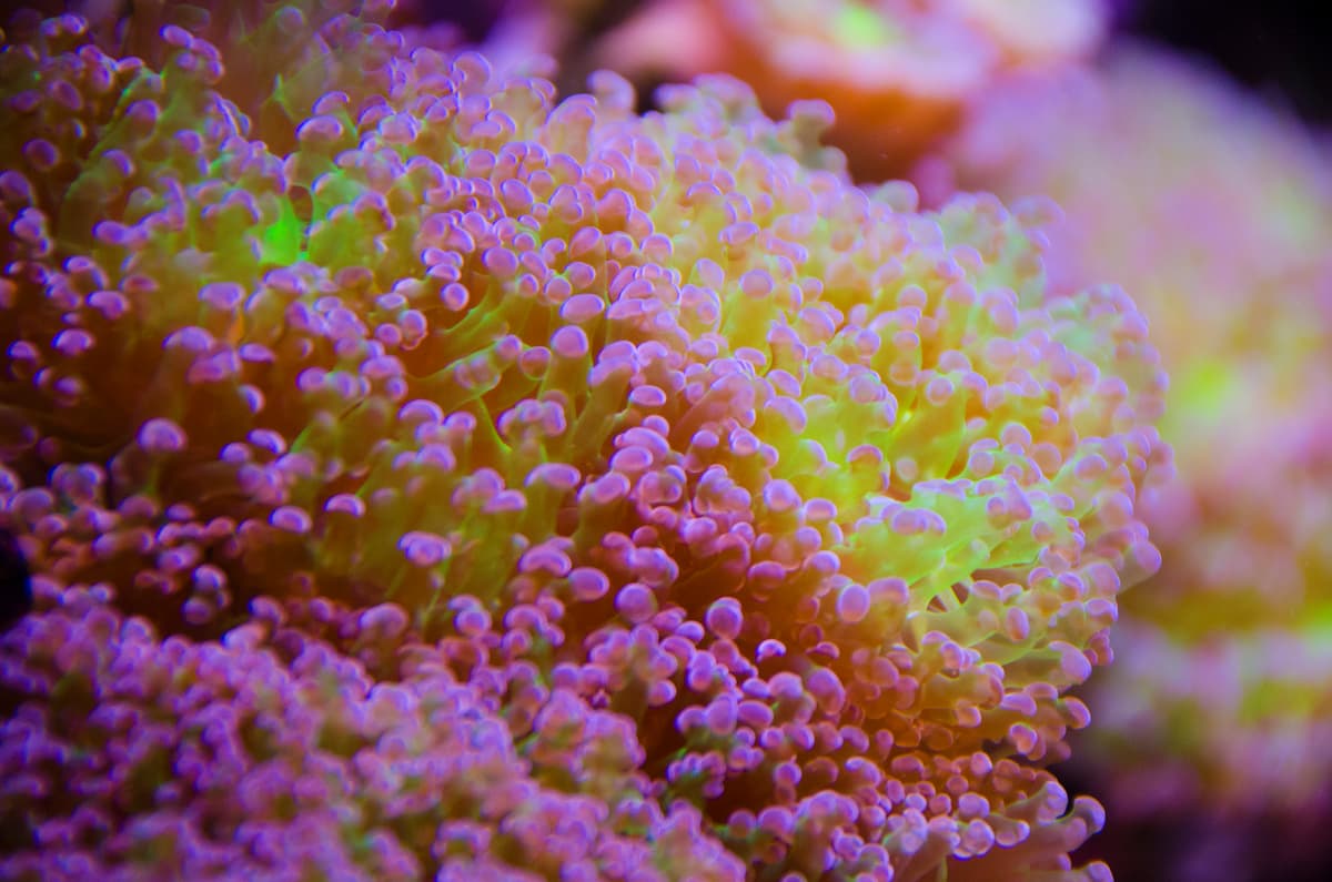 A close-up of a pink and green Frogspawn coral.