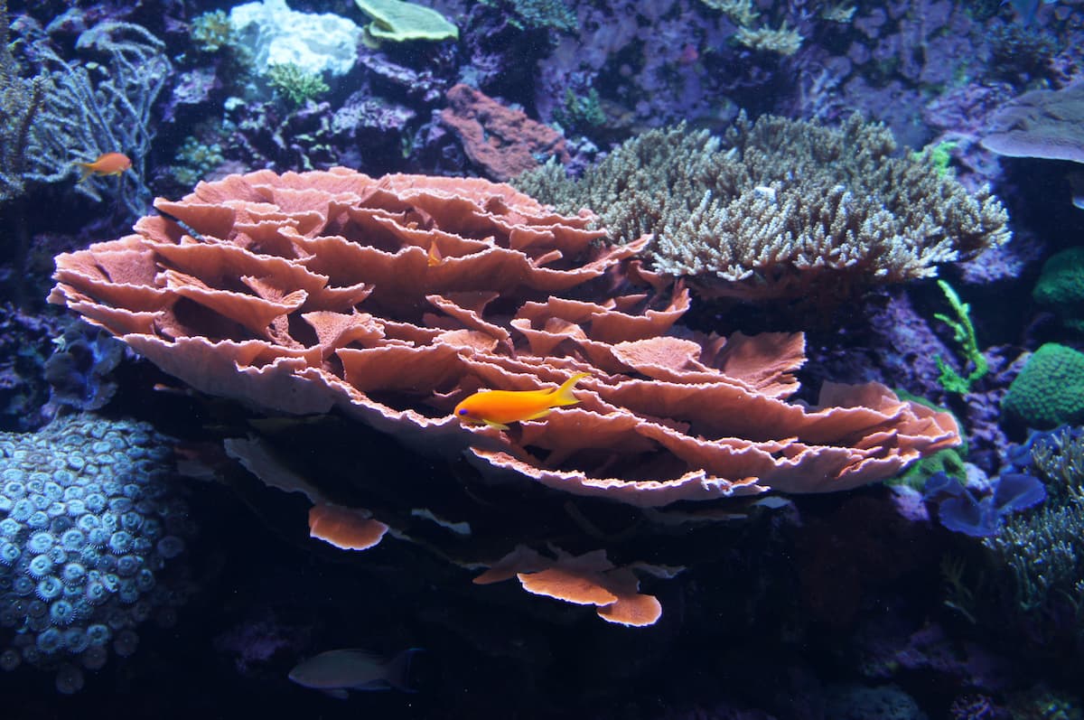 A large orange plate coral with a small, yellow fish swimming past it.