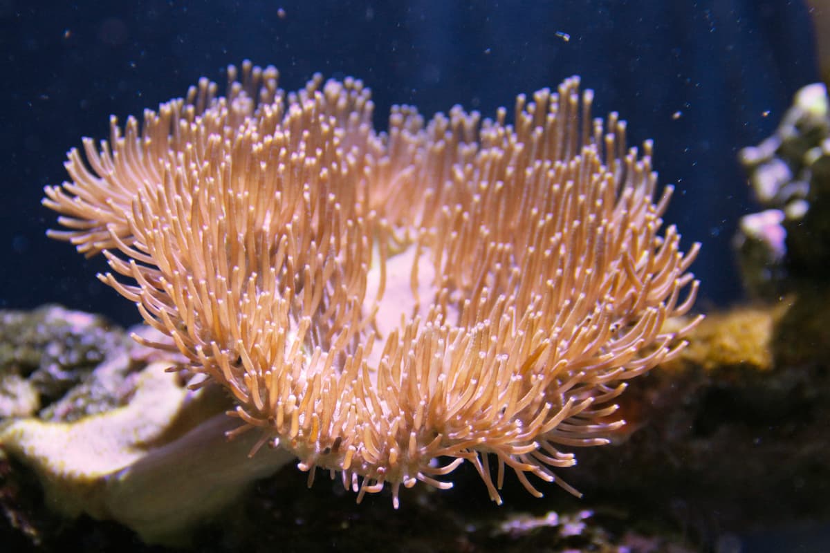 A large, light orange toadstool leather coral.