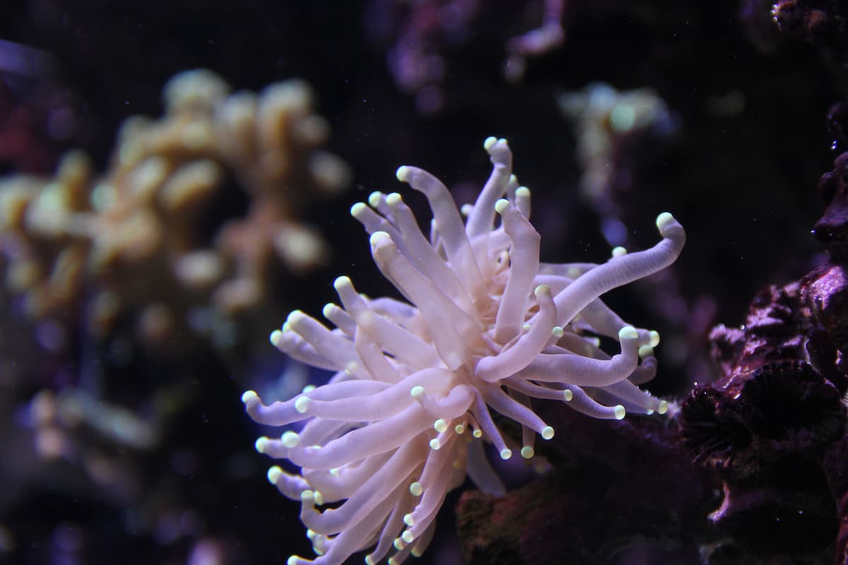 A light pink torch coral.