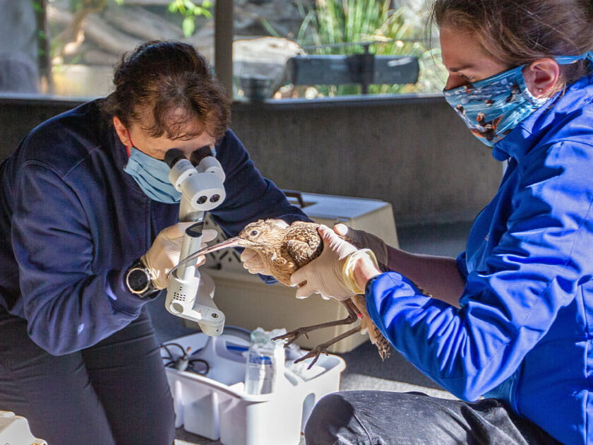 Two Seattle Aquarium scientists performing an exam on a bird. The scientist on the right is gently holding the bird in both of her hands. The scientist on the left is examining the bird's beak through a microscope.