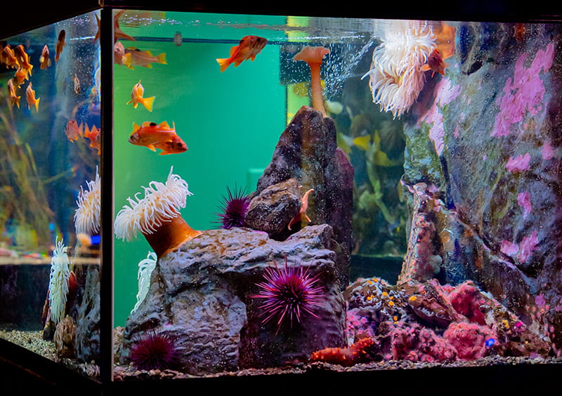 Pier 60  Seattle Aquarium