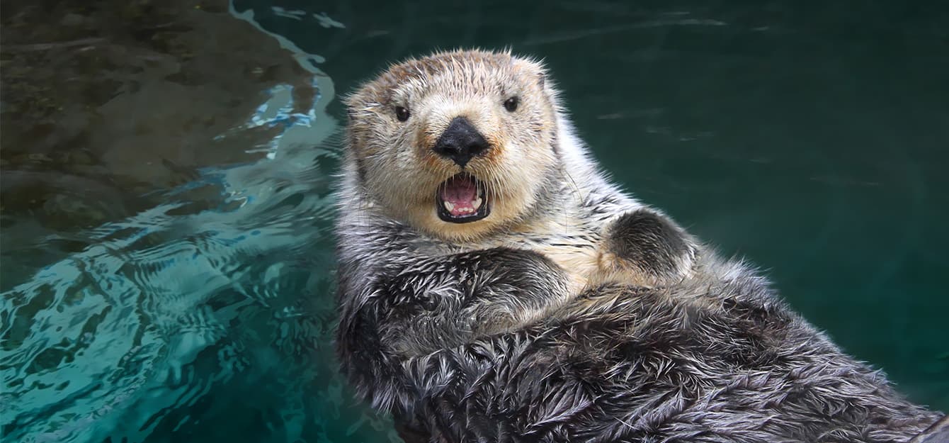 Marine Summer Camp | Seattle Aquarium