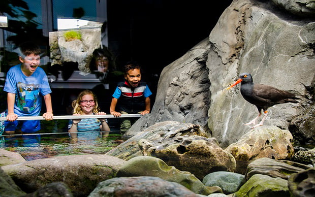 Children with excited looks on their faces viewing a black oystercatcher at the Seattle Aquarium.