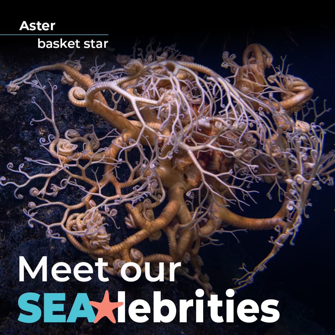 A photo of Aster the basket star with the words "Meet our SEAlebrities."