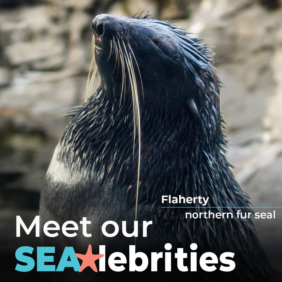 A photo of Flaherty the northern fur seal with the words "Meet our SEAlebrities."