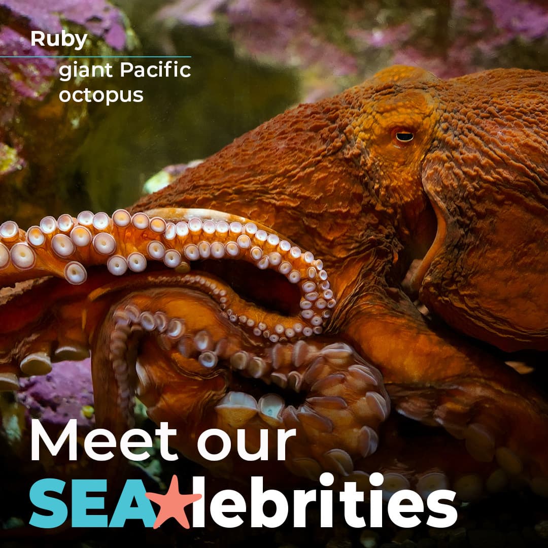 A photo of Ruby the giant Pacific octopus with the words "Meet our SEAlebrities."