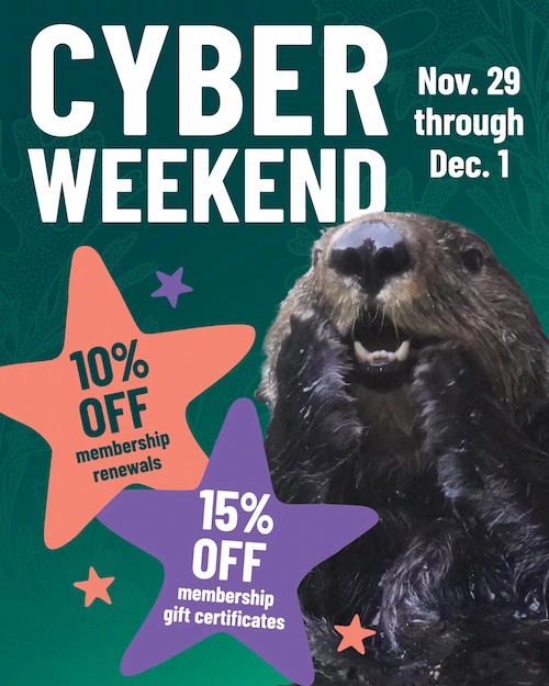 Cyber Weekend, November 29 through December 1. 10 percent of membership renewals and 15% off membership gift certificates. Photo of a sea otter holdings its two front paws against its face against an illustrated background.