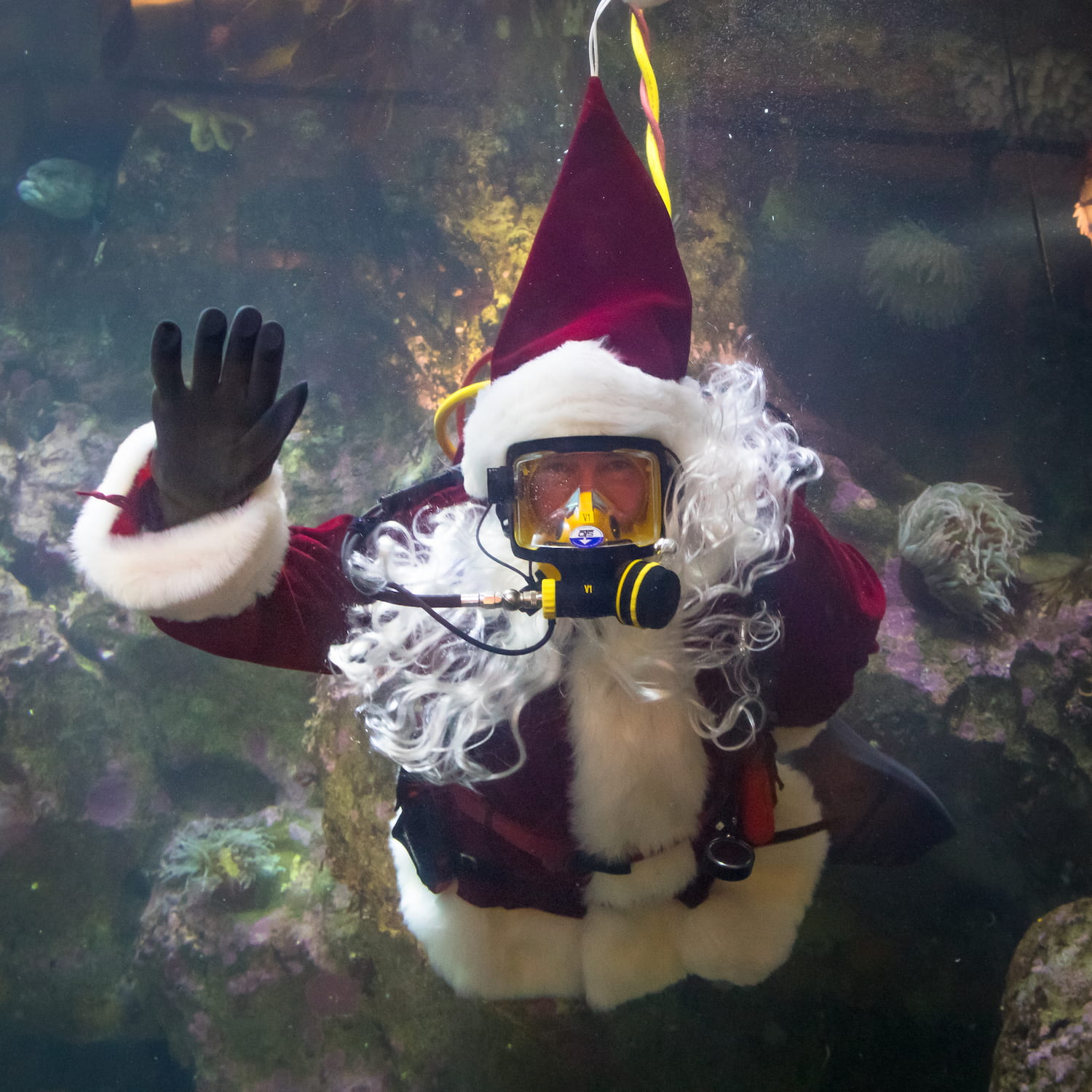 A diver wearing a Santa suit and a long, white beard smiles and waves at the camera from underwater.