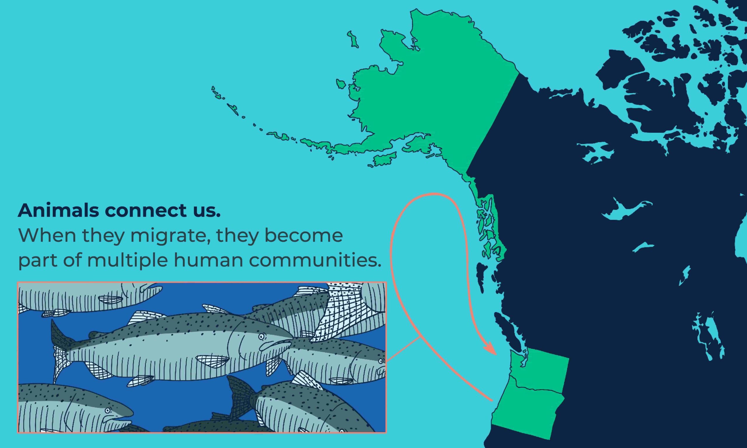 An illustration of the North American west coast shoreline. The states of Alaska, Washington, and Oregon are highlighted. An orange arrow goes from Oregon, up to Alaska, and then back down to Washington. Text on the image reads "Animals connect us. When they migrate, they become part of multiple human communities." Beneath this text is an illustration of a school of salmon.