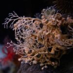 Basket star in its habitat at the Seattle Aquarium.