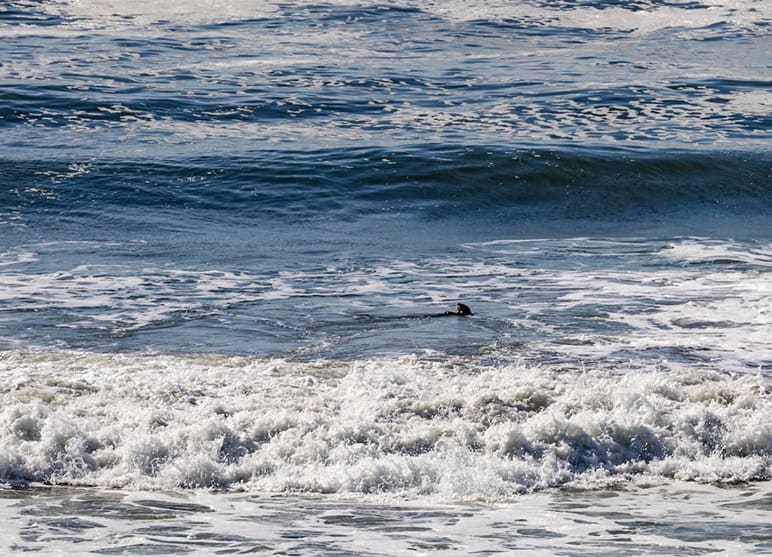 A sea otter floating on its back in the ocean.