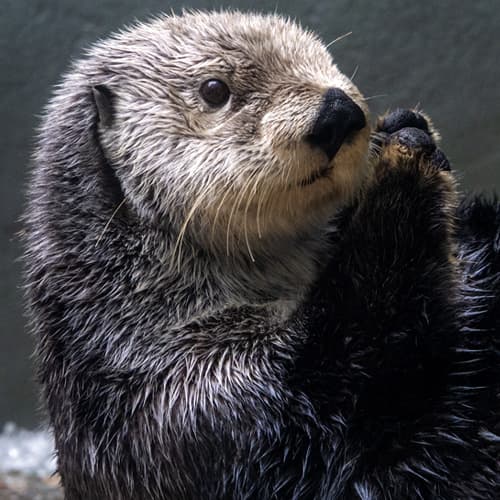 Sea otter at the Seattle Aquarium laying on its back, raising its head and front paws.