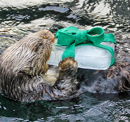A sea otter floating on its back holding a block of ice which has been wrapped in felt material to resemble a wrapped present.