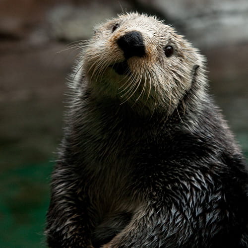 An adult sea otter at the Seattle Aquarium looking upwards with its front paws resting on its front.