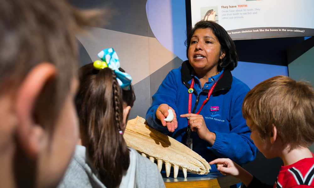 A Seattle Aquarium volunteer holding a replica whale tooth out to a group of children, pointing to it while giving information about whales.